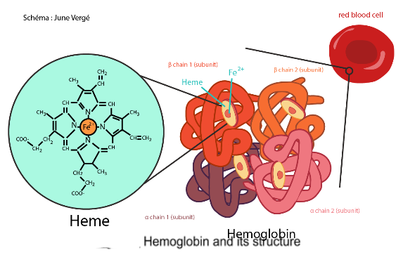 hemoglobin and its structure