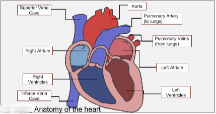 structure du coeur le vrai